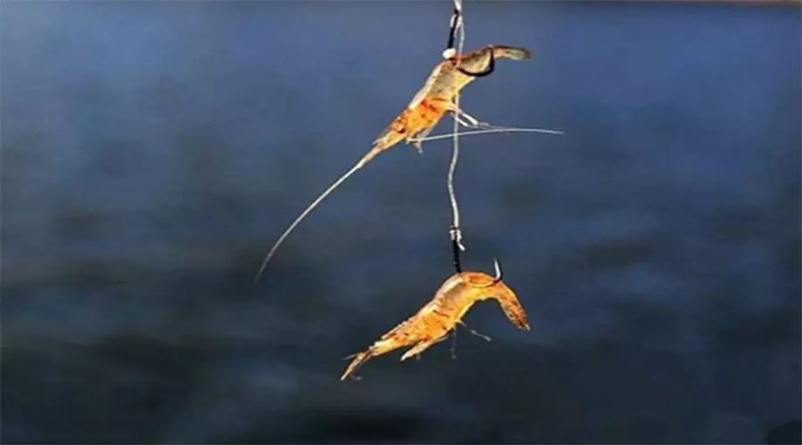 高手经验——虾饵钓鱼的用法技巧