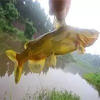 冬季垂钓黄颡鱼的实用技巧
