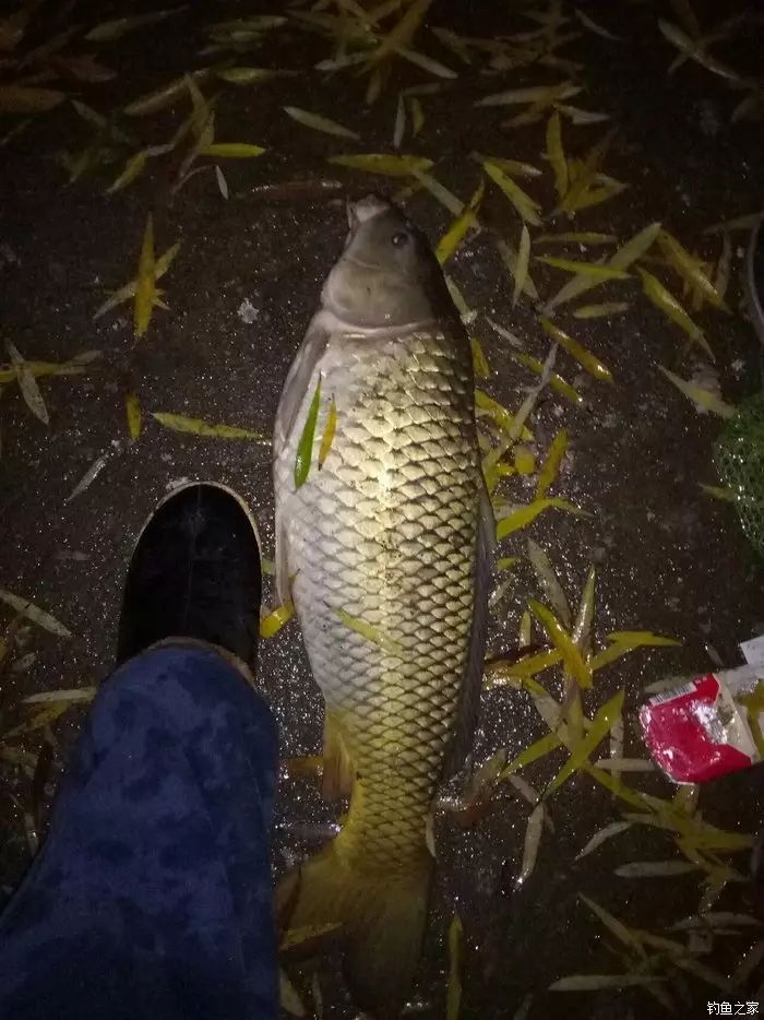 小雨绵绵难阻钓鱼的热情，夜战十六七斤大鲤鱼