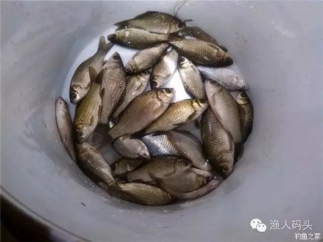 春季爆护钓鱼饵料配方