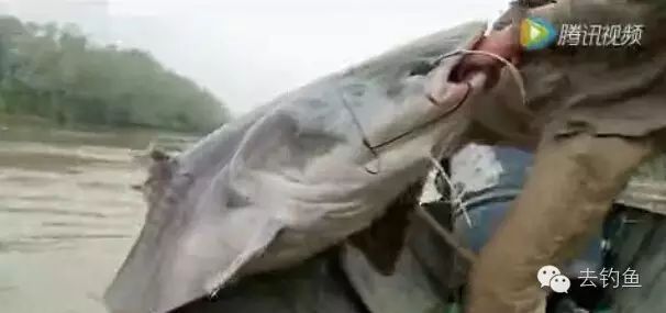 男子钓到400多斤大鲶鱼，真特么过瘾！
