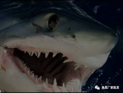 【视频】钓鱼突现巨物，外国黑佬大战大白鲨！