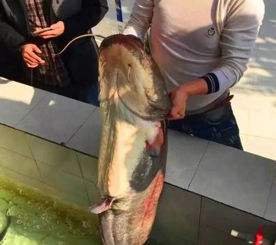 【厉害】三台人钓起长1.55米，重71.8斤大鲶鱼，戳进来看图，保证你没见过
