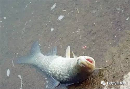 【钓鱼视频】卧槽·····6斤多的野生鲫鱼，第一次见！