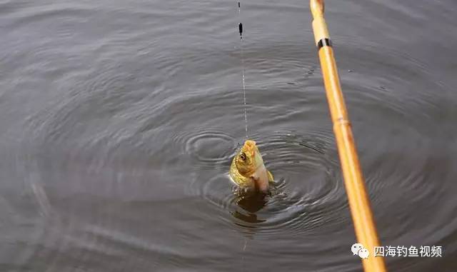 【鱼竿渔具】常见的钓鱼渔具种类和使用方法