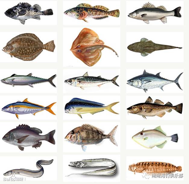 大连地区可钓获鱼种。照片及简单介绍！！！