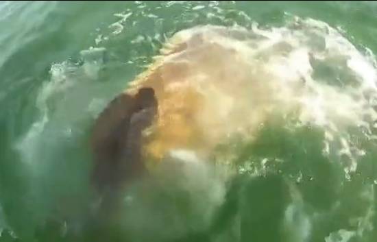 渔民捕获1.2米长鲨鱼遭石斑鱼抢走瞬间吞下(有图有视频！)