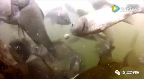 【实拍视频】你没看过的水下实拍鲫鱼吃饵