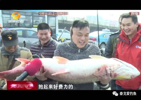 【精彩视频】湖南钓友钓起一米多长的大鳡鱼！