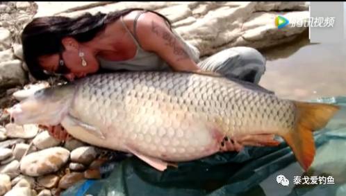纹身美女河中钓获60斤巨型鲤鱼