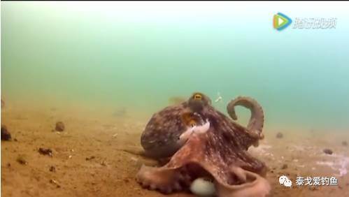 【精彩视频】逗比章鱼，钓鱼人的内心是崩溃的