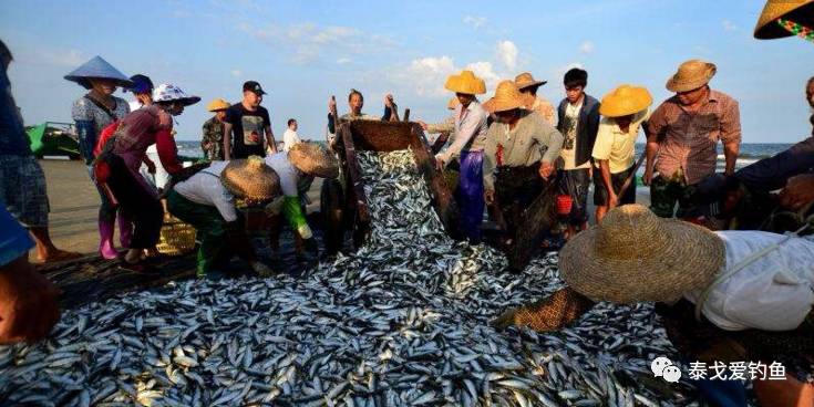 【精彩视频】一张渔网的渔获装满一条小船