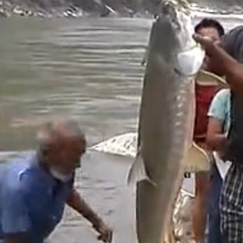 老渔翁江边钓鱼，用手线钓14公斤大鱼