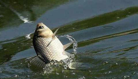 【钓鱼技巧】养殖池钓鲤，用它，简单有效！