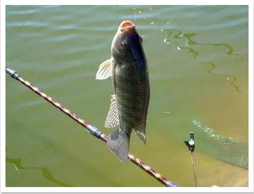 【钓鱼技巧】使用抛竿钓鱼的7个技巧和要诀