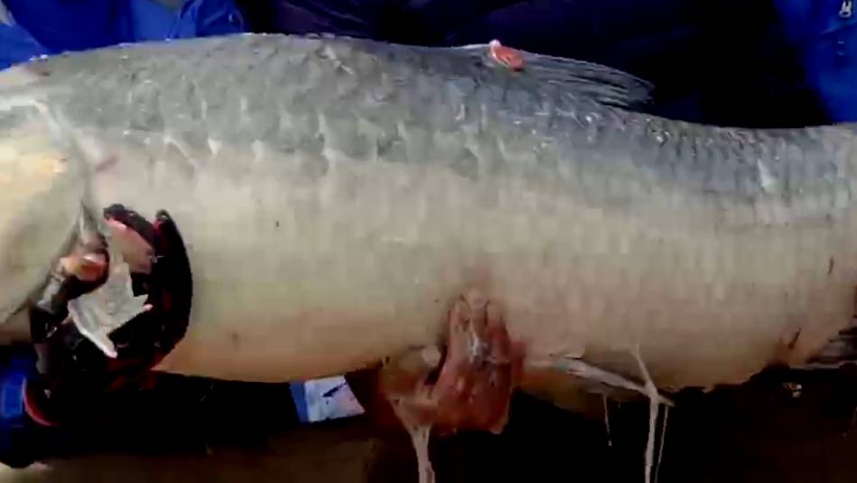 【巨无霸】罗店一居民钓起123斤重“鱼王”，谁与争锋！全程视频