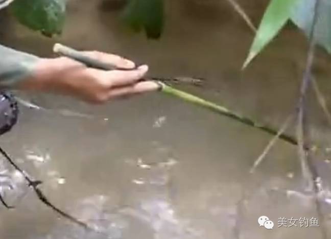 【视频】可怕！用虫子在藕塘里钓鱼，竟然