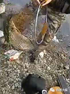 钓鱼视频：野河钓大鲤鱼，太牛了