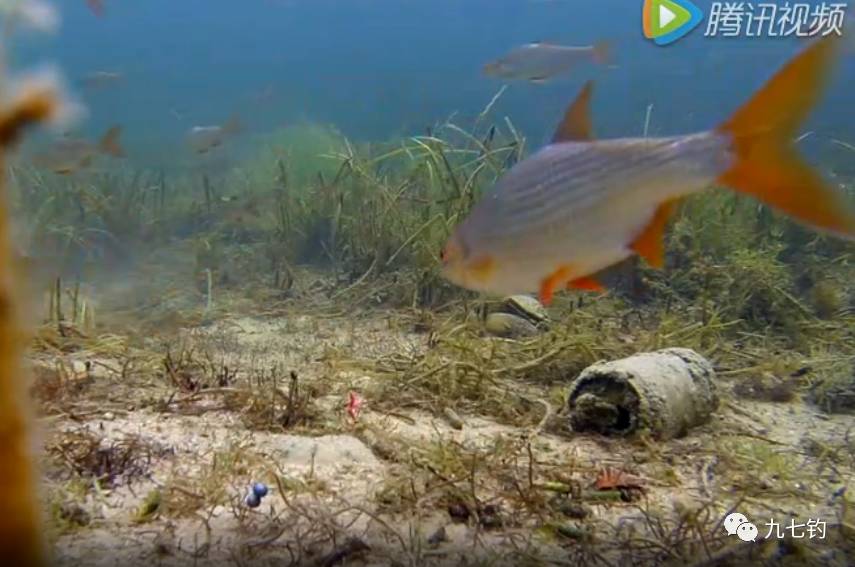 钓鱼高清视频：水下的鱼情一清二楚