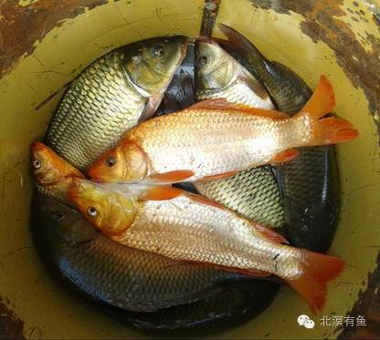 秋季钓鲤鱼饵料的搭配方法和经验