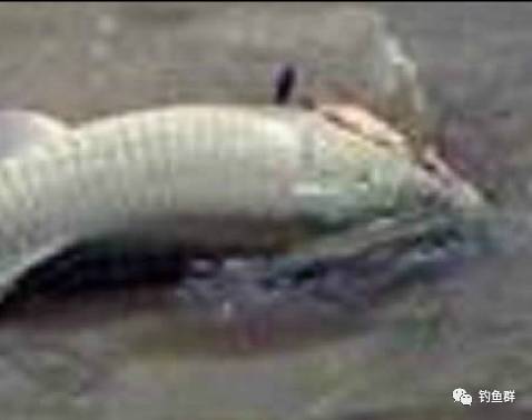 【视频】水库大战草鱼 鱼竿被拖出30多米远 人鱼拔河又一次上演