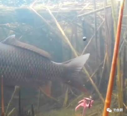 【视频】钓鱼享受溜鱼的感觉，水上水下不同拍摄各种鱼吃口的瞬间