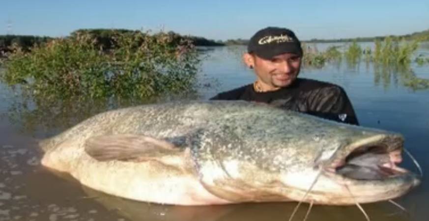 【视频】太牛了！国外钓鱼爱好者意外斩获250磅大鲶鱼全过程