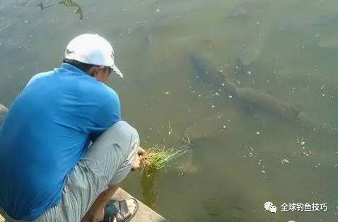 看懂鱼吃饵的四个阶段，轻松应对调和钓