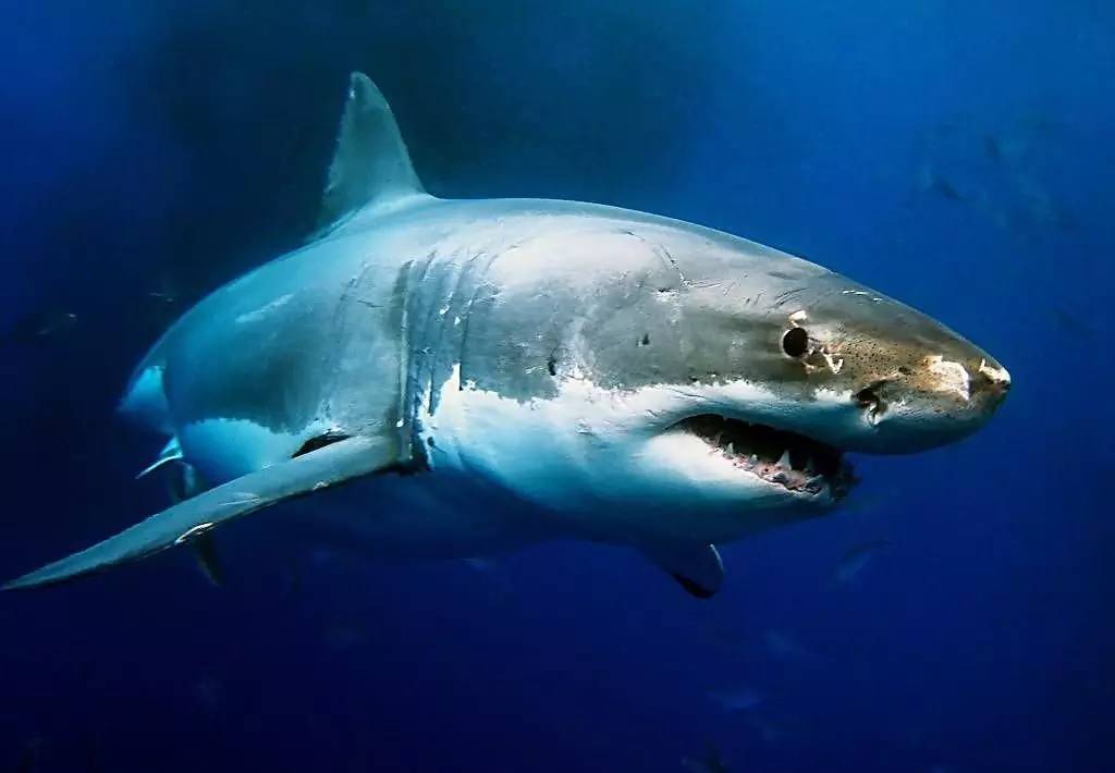 惊心动魄的视频：海钓鲨鱼！