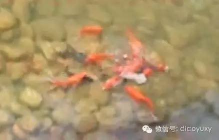 【视频】钓鱼小药诱鱼实验