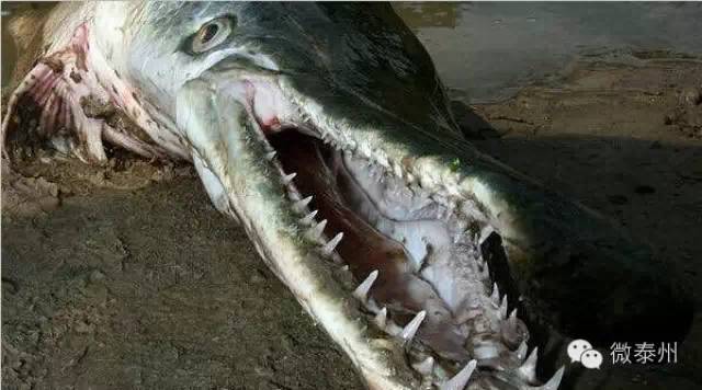 泰州秋雪湖昨惊现大水怪！这个吃掉万斤鱼苗的巨物是什么？