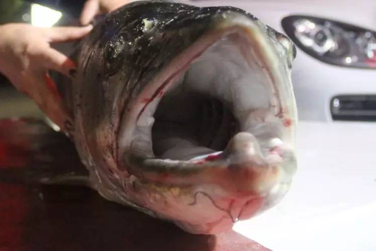 泰州小伙耗时48分钟钓上一条好大好大的鱼，足足1米5长，这种鱼异常凶猛