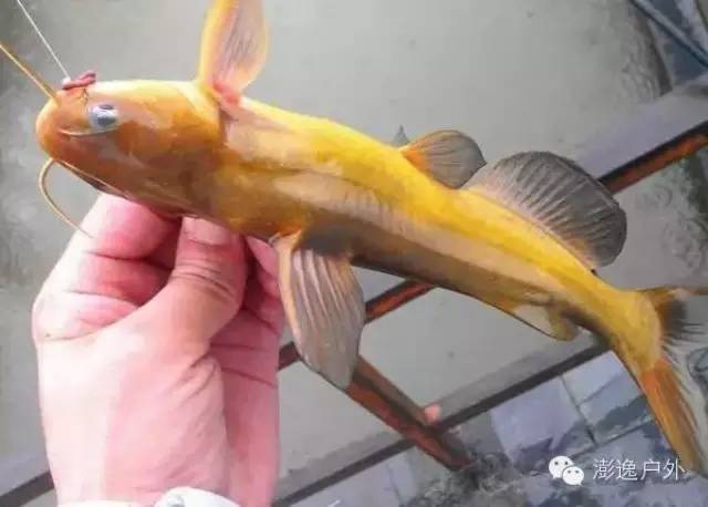 秋季节垂钓黄颡鱼的方法