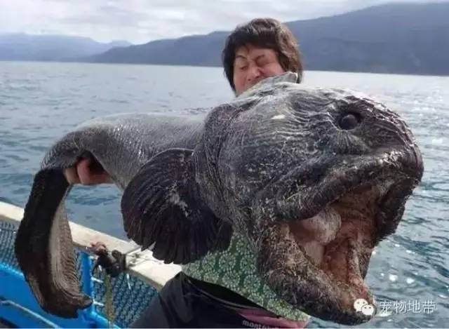 【钓鱼新闻】渔夫捕获的大海怪 丑到我想替它哭