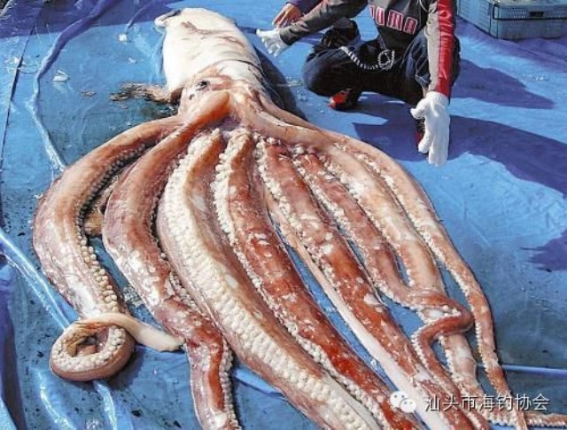 【钓鱼新闻】日本现7.6米长巨型鱿鱼