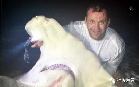【垂钓资讯】美国男子在钓鲨鱼大赛中钓获900斤重大鲨鱼