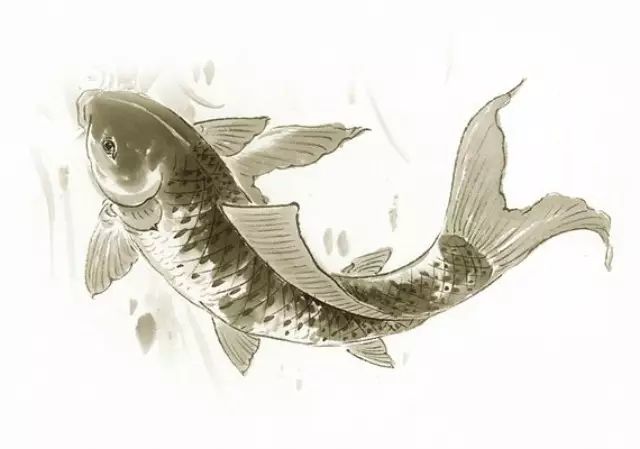 【分享】浅谈六大淡水鱼生活习性之草鱼