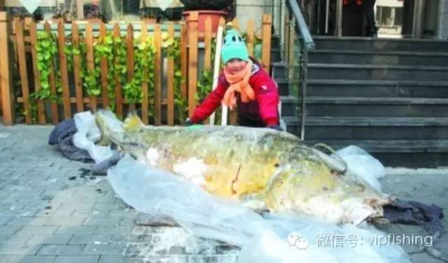 黑龙江抚远渔民捕到800多斤鲟鳇鱼 鱼子酱价值30万