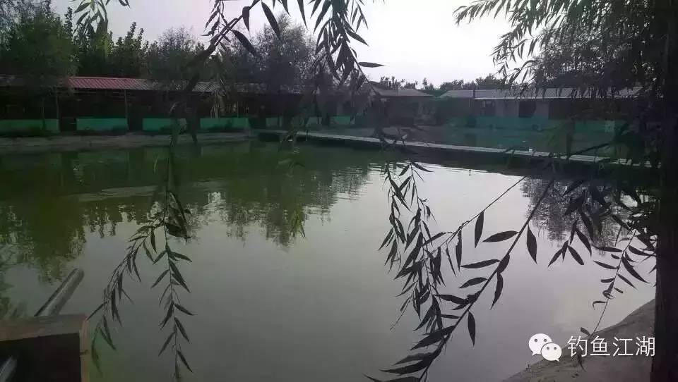 【渔讯】兄弟鱼场，郑州钓鱼基地，兰芳生态垂钓园