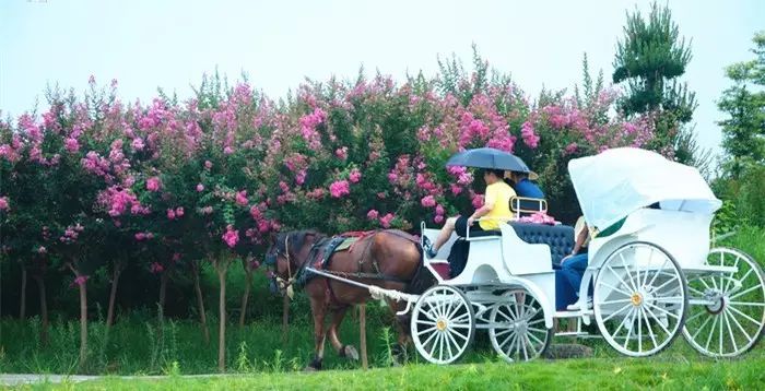 武汉只有8月份能带伢玩的28条线路大合集！赏紫薇、摘桃子、摘葡萄···