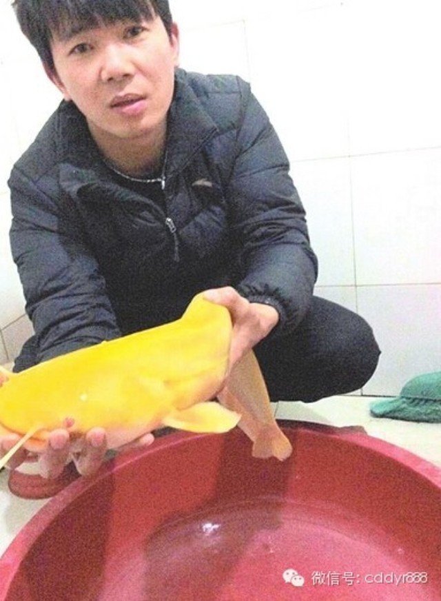 【好兆头】男子从长江中钓到5斤重金色鲶鱼