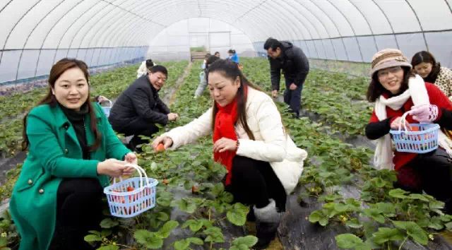 【乡村旅游】首届太平冬季草莓采摘节正式开幕