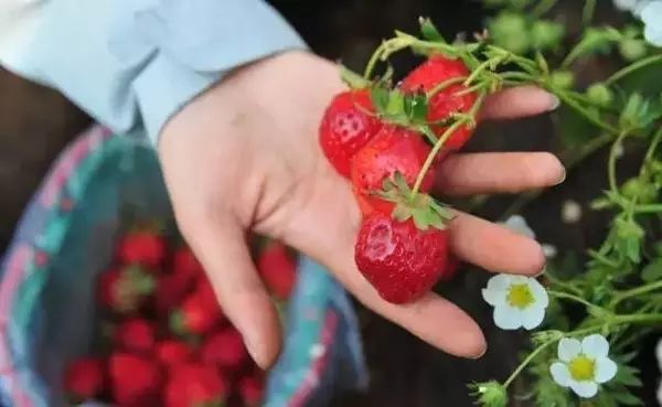 全世界的草莓都熟了，还不快来摘草莓！附上重庆最全草莓采摘攻略