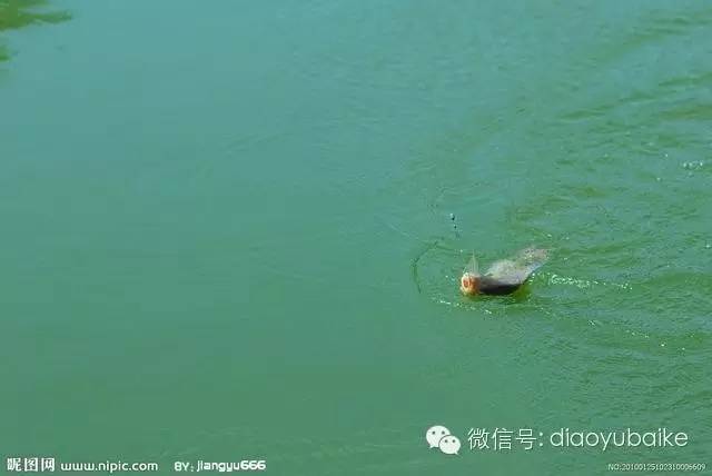 钓鱼：手竿包食钓湖鲤的技巧