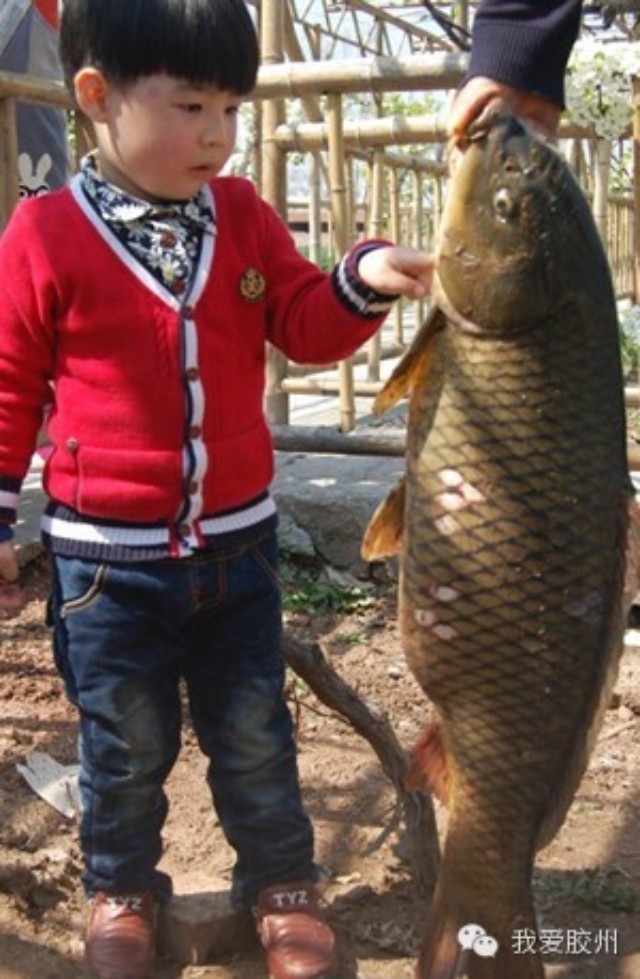胶州钓友钓到大鲤鱼：身长80厘米 重29斤(图)