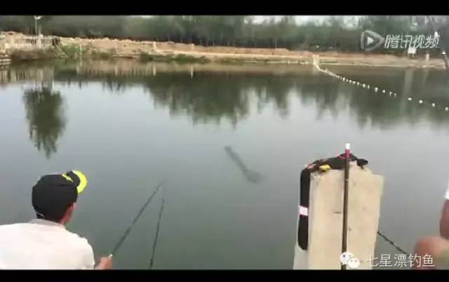 【钓鱼视频】牛人用好竿快速钓起一条大鲟鱼（11）