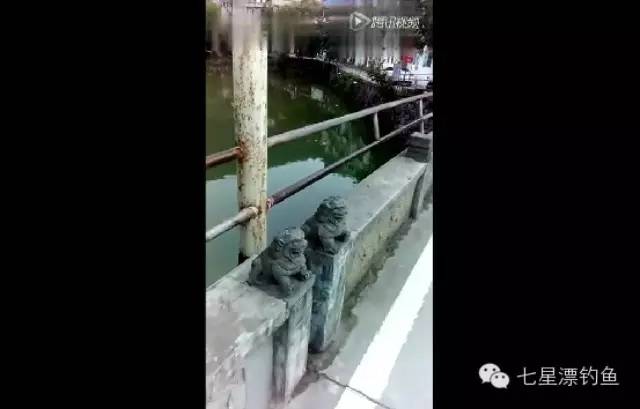【钓鱼视频】10米杆丢水里溜鲤鱼，可惜鱼没了