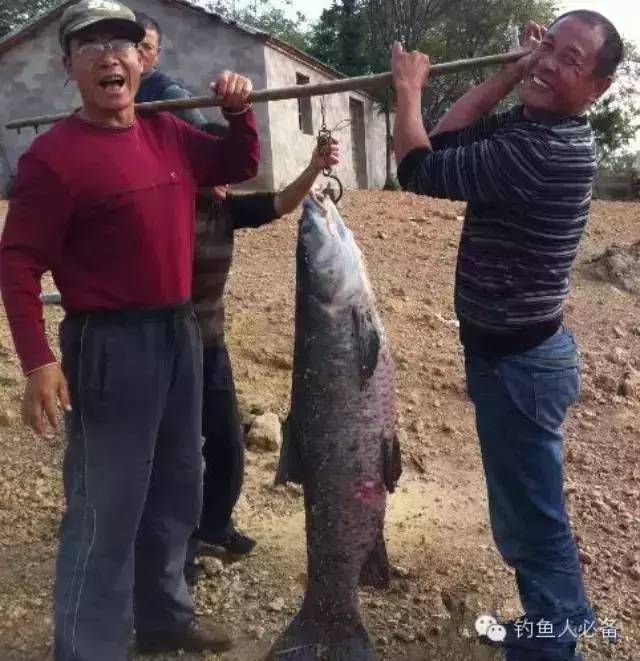 水库野钓5.4米鱼竿钓获80斤大青鱼