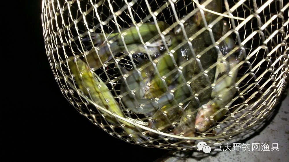 蜜虫战小黄，血洗嘉陵江——重庆嘉陵江钓鱼系列