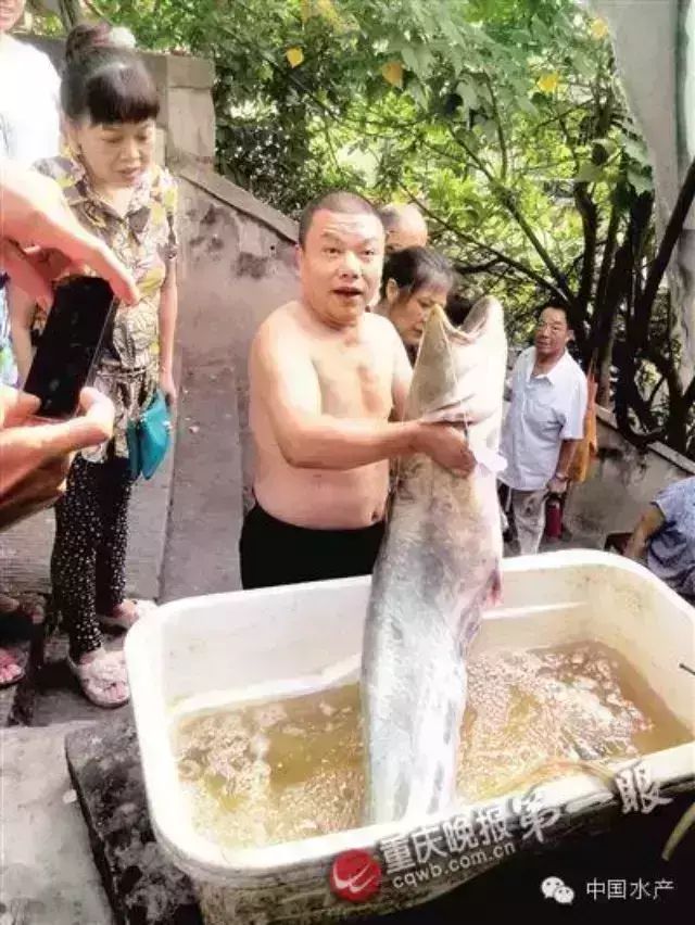 大叔长江边钓起1.3米长大鲶鱼